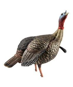 Avian-X HDR Jake Turkey Decoy